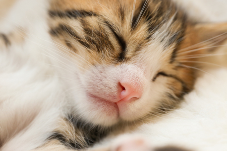 Cute little kitten sleeping on soft plaid at homeの写真素材
