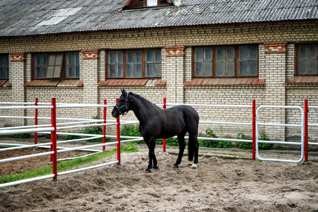 Cute black horse in zooの写真素材