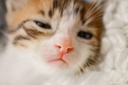 Cute little kitten, closeupの写真素材
