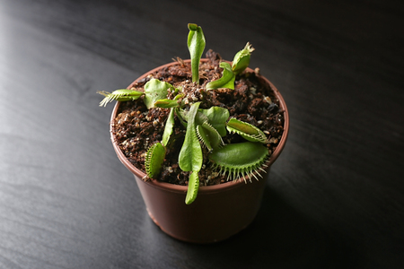 Dionaea muscipula on dark table