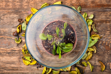 Dionaea muscipula with decor on wooden backgroundの写真素材