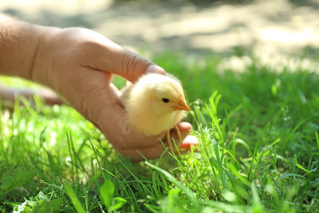 Human hand holding cute little chick on blurred backgroundの写真素材