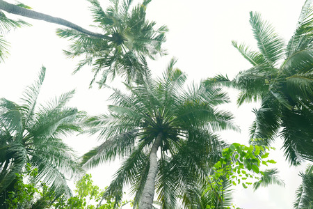 Green tropical palms at resort