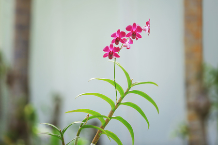 Beautiful tropical flowers outdoorsの写真素材