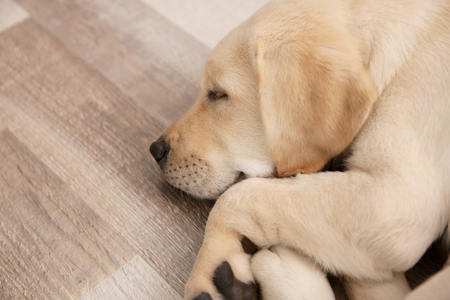 Cute dog sleeping on floor at homeの写真素材