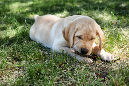 Cute Labrador Retriever puppy playing with stick on green lawn in parkの写真素材