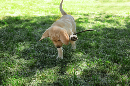 Cute Labrador Retriever puppy playing with stick on green lawn in parkの写真素材