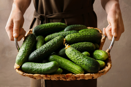 Woman holding wicker basket with many green fresh cucumbers, closeupの写真素材