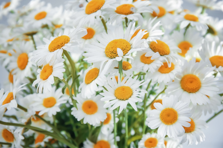A lot of beautiful chamomiles, close upの写真素材