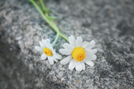 Beautiful chamomile flowers on grey background, close upの写真素材