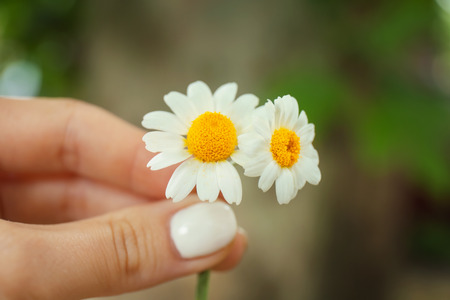 Hand holding two beautiful chamomiles, close upの写真素材