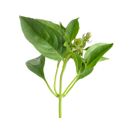 Fresh basil plant on white backgroundの写真素材