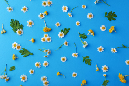 Scattered chamomile flowers on color backgroundの写真素材