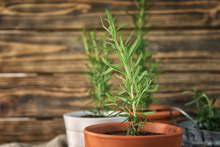 Rosemary plant in pot on blurred backgroundの写真素材