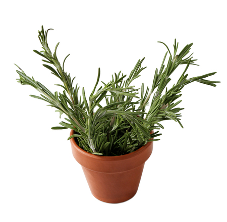 Rosemary plant in pot on white backgroundの写真素材