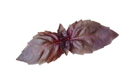 Fresh basil leaves on white backgroundの写真素材