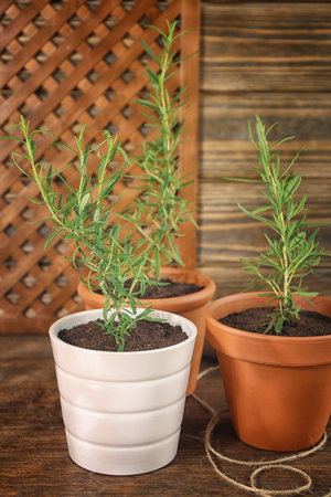 Rosemary plant in pots on tableの写真素材