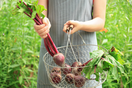 Woman holding metal basket with young beets outdoors