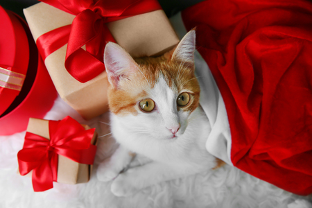 Cute cat in Santa Claus hat and gift boxes on furry carpetの写真素材
