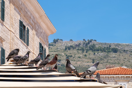 View of old stone house with pigeons in historical cityの写真素材