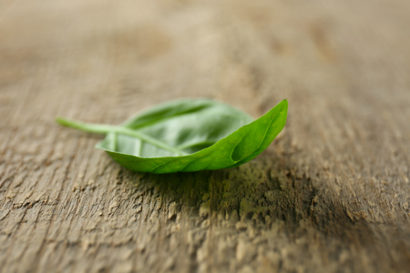 One leaf of green fresh organic basil on wooden backgroundの写真素材
