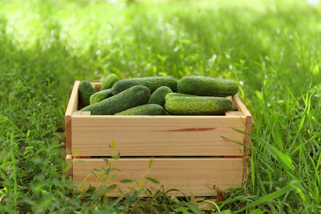 Wooden crate with fresh cucumbers on grassの写真素材