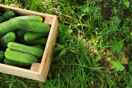 Wooden crate with fresh cucumbers on grassの写真素材