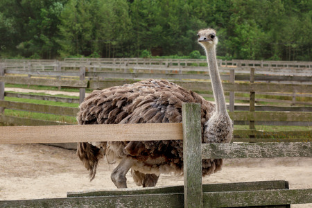 Grown ostrich in paddock on farm