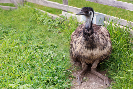 Grown emu in paddock on farm