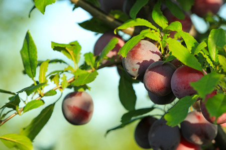 Closeup of branch with ripe plums in garden on sunny day