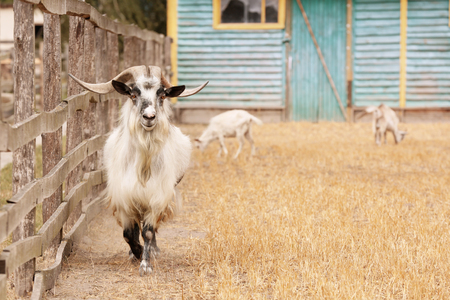 Goat with large horns in contact zooの写真素材