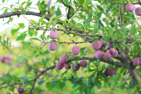 Ripe plums on tree in gardenの写真素材