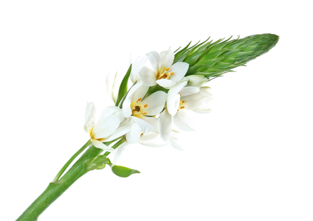 Beautiful tropical flowers isolated on whiteの写真素材