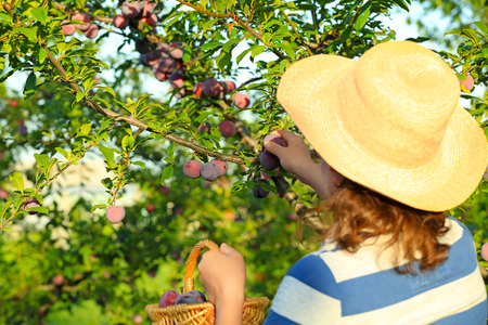Woman harvesting plums in garden on sunny dayの写真素材