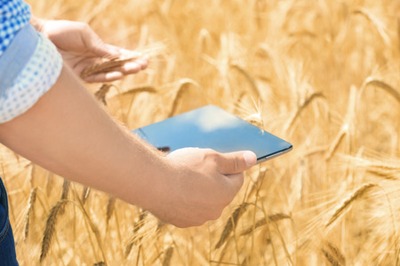 Agronomist using tablet in wheat fieldの写真素材