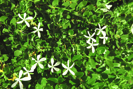 Beautiful tropical bush with blooming flowers, closeup