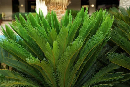 Tropical plant with green leaves in garden