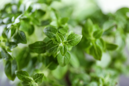 Green oregano plant, closeup