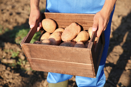 Male farmer holding wooden box with potatoes outdoorsの写真素材
