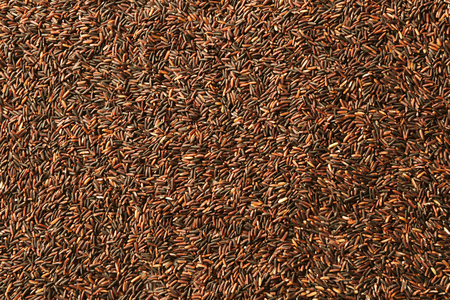 Raw black rice, closeupの写真素材