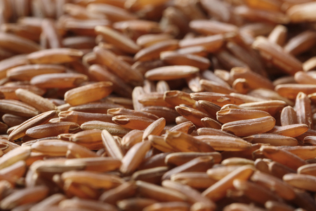 Raw red rice, closeupの写真素材