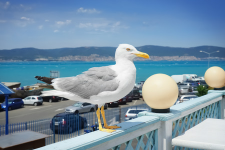 Beautiful white seagull outdoorsの写真素材