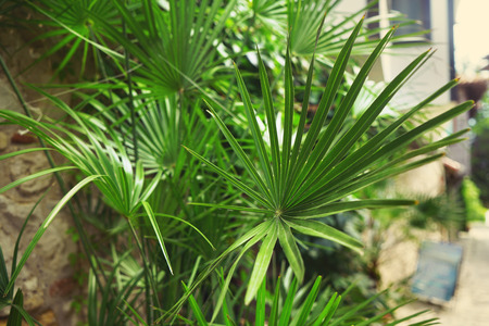 Exotic plant outdoors