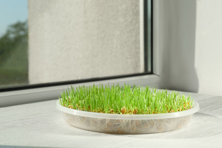 Fresh wheat grass in plate on windowsill