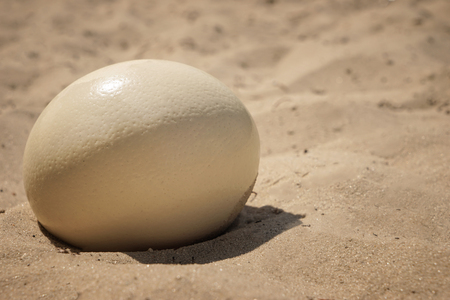 Big ostrich egg on sand outdoorsの写真素材