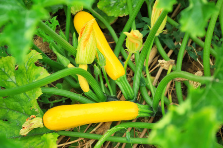 Squashes in gardenの写真素材