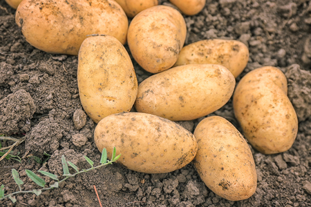 Ripe potatoes in gardenの写真素材