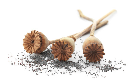Dried poppy seed pods on white backgroundの写真素材