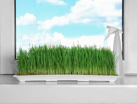 Tray with wheat grass on window sillの写真素材