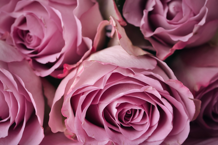 Beautiful pink roses, closeupの写真素材